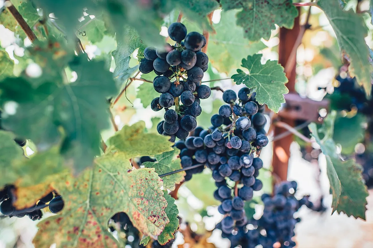 Grappe de raisin noir sur pied de vigne (photo d'illustration)