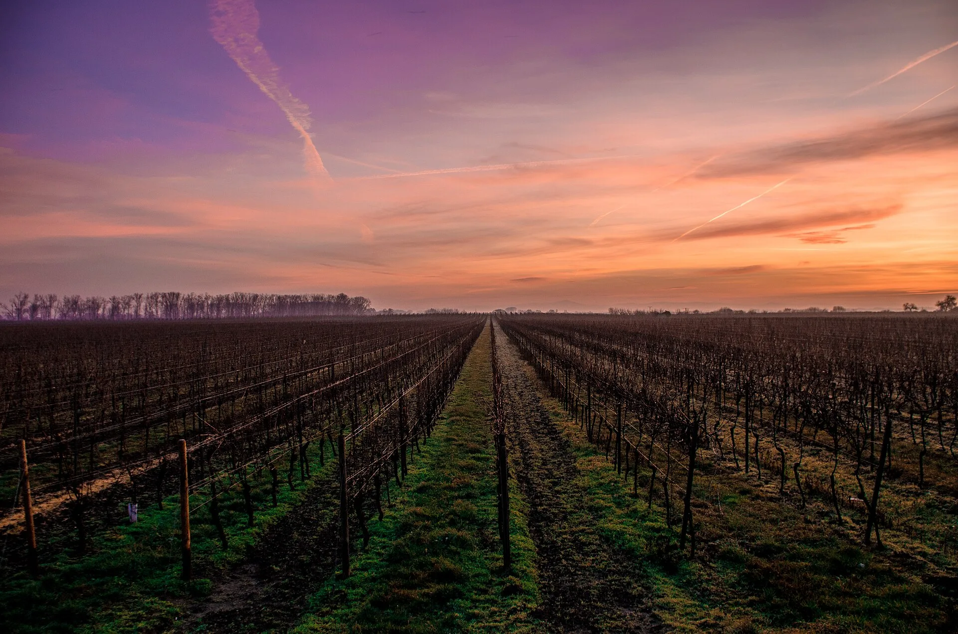 Rangs de vigne au lever du soleil (photo d'illustration)